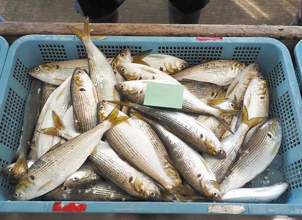 浜名湖雄踏市場のマハゼ・ドウマン、鷲津市場のヒラメ・カレイ 浜名湖雄踏市場のマハゼ・ドウマン、鷲津市場のヒラメ・カレイ