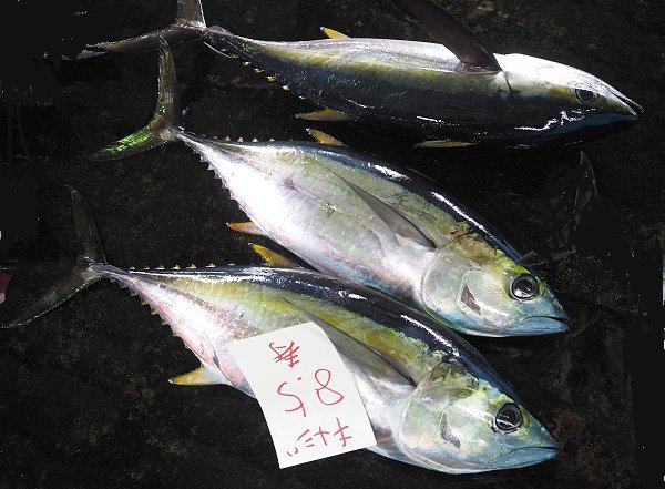 舞阪漁港のキメジ(キハダマグロの幼魚)・スマ(ヤイト) 舞阪漁港のキメジ(キハダマグロの幼魚)・スマ(ヤイト)