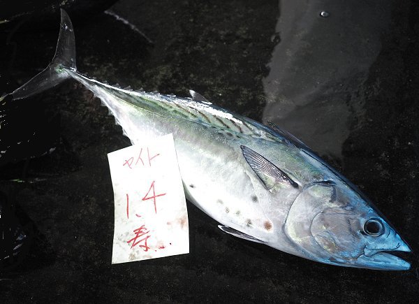 舞阪漁港のキメジ(キハダマグロの幼魚)・スマ(ヤイト) 舞阪漁港のキメジ(キハダマグロの幼魚)・スマ(ヤイト)