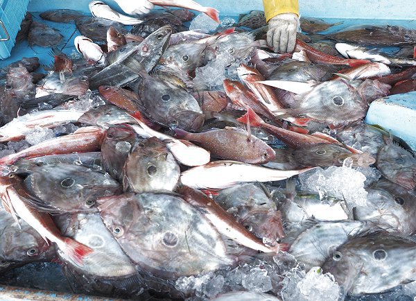 舞阪の魚曳き タイ網漁で見る12月の遠州灘の魚たち 舞阪の魚曳き タイ網漁で見る12月の遠州灘の魚たち