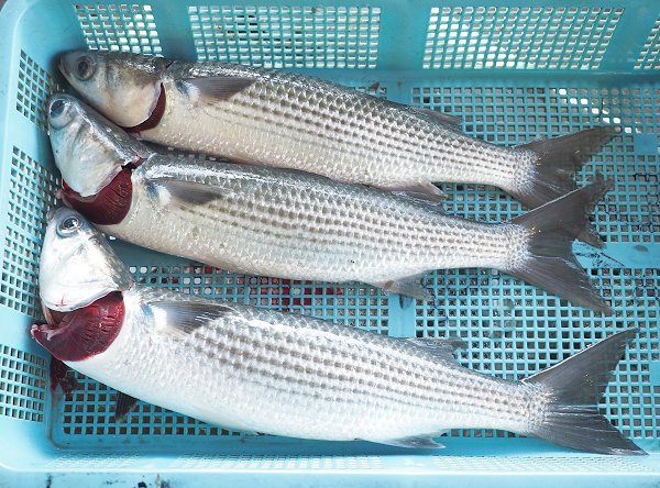 浜名湖雄踏市場のマハゼ・寒ボラ、鷲津市場のイシガレイ・マダカ・マイワシ 浜名湖雄踏市場のマハゼ・寒ボラ、鷲津市場のイシガレイ・マダカ・マイワシ