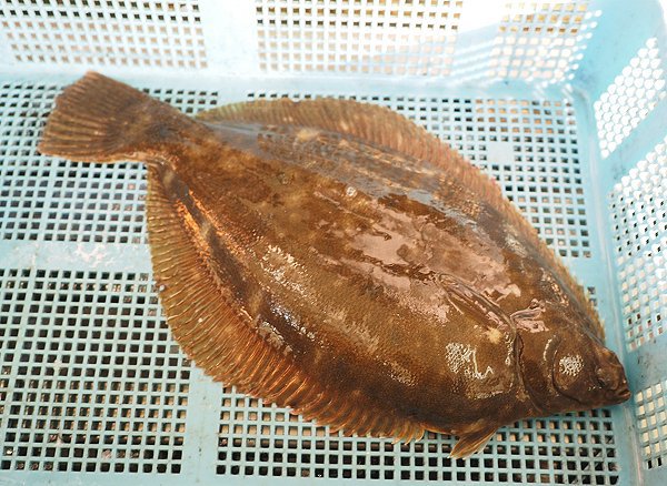 浜名湖雄踏市場のマハゼ・寒ボラ、鷲津市場のイシガレイ・マダカ・マイワシ 浜名湖雄踏市場のマハゼ・寒ボラ、鷲津市場のイシガレイ・マダカ・マイワシ