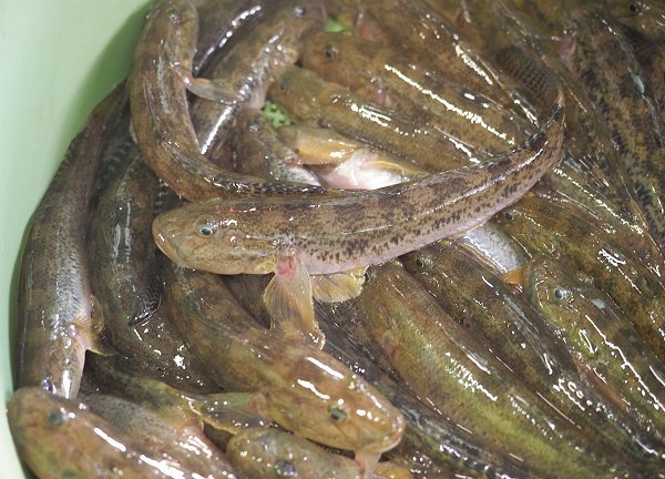 浜名湖雄踏市場の大ヒラメ、マハゼ、マダカ、親ウナギ 浜名湖雄踏市場の大ヒラメ、マハゼ、マダカ、親ウナギ