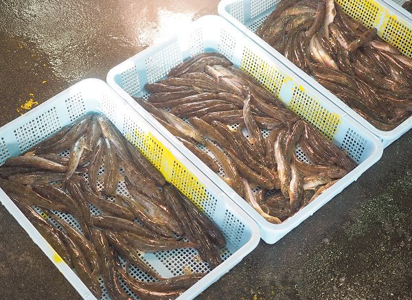浜名湖雄踏市場の大ヒラメ、マハゼ、マダカ、親ウナギ 浜名湖雄踏市場の大ヒラメ、マハゼ、マダカ、親ウナギ