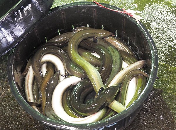 浜名湖雄踏市場の大ヒラメ、マハゼ、マダカ、親ウナギ 浜名湖雄踏市場の大ヒラメ、マハゼ、マダカ、親ウナギ