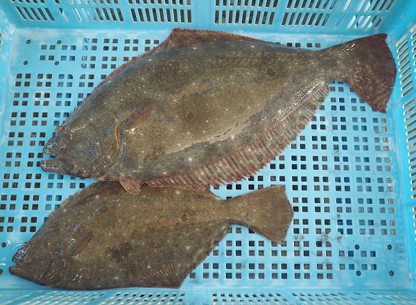 浜名湖鷲津市場はイシガレイが豊漁、ヒラメ・マイワシ 浜名湖鷲津市場はイシガレイが豊漁、ヒラメ・マイワシ