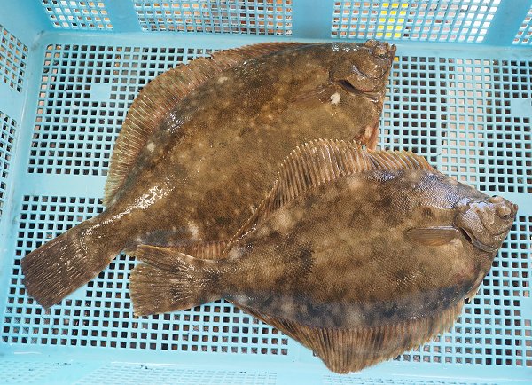 浜名湖鷲津市場はイシガレイが豊漁、ヒラメ・マイワシ 浜名湖鷲津市場はイシガレイが豊漁、ヒラメ・マイワシ
