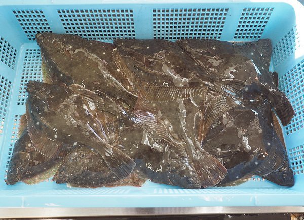 浜名湖鷲津市場はイシガレイが豊漁、ヒラメ・マイワシ 浜名湖鷲津市場はイシガレイが豊漁、ヒラメ・マイワシ
