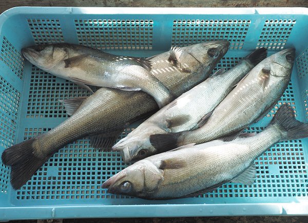 浜名湖鷲津市場はイシガレイが豊漁、ヒラメ・マイワシ 浜名湖鷲津市場はイシガレイが豊漁、ヒラメ・マイワシ