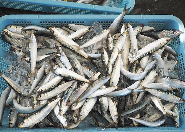 浜名湖鷲津市場はイシガレイが豊漁、ヒラメ・マイワシ 浜名湖鷲津市場はイシガレイが豊漁、ヒラメ・マイワシ