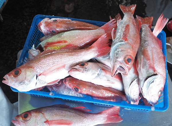 舞阪漁港トラフグ、タイ網漁の活マダイ・アカムツ・底曳き漁豊漁の港 舞阪漁港トラフグ、タイ網漁の活マダイ・アカムツ・底曳き漁豊漁の港