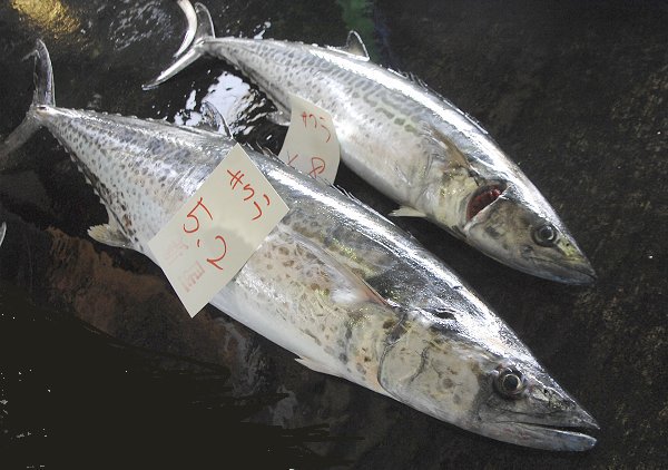 サワラ・サゴシ（舞阪）　海老仙取扱魚介類