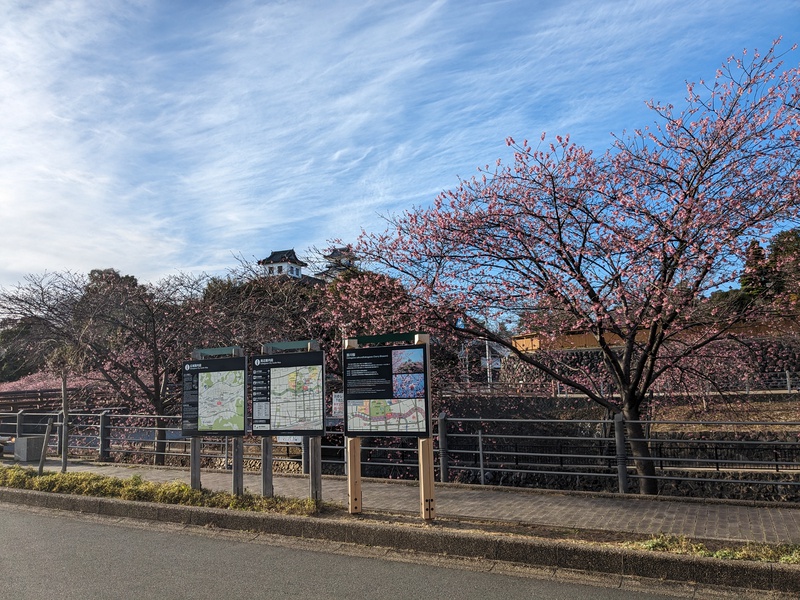 掛川桜が見頃に 掛川桜が見頃に