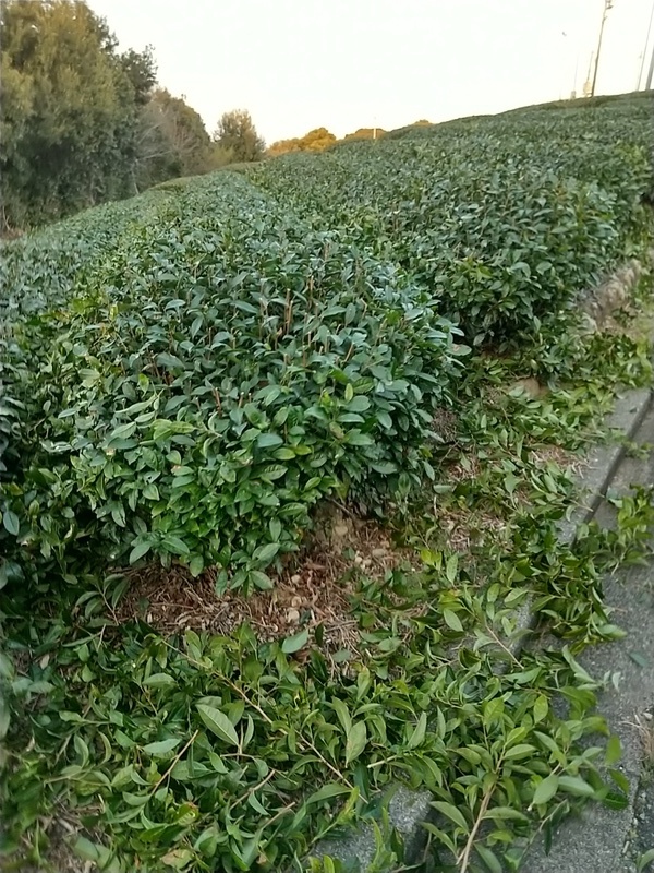一番茶に向けて 一番茶に向けて