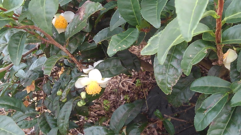 お茶の花 お茶の花