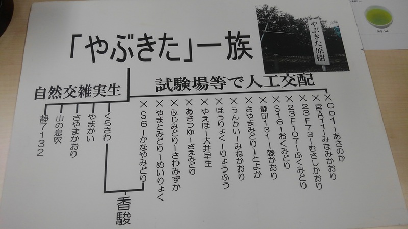 やぶきた一族 やぶきた一族
