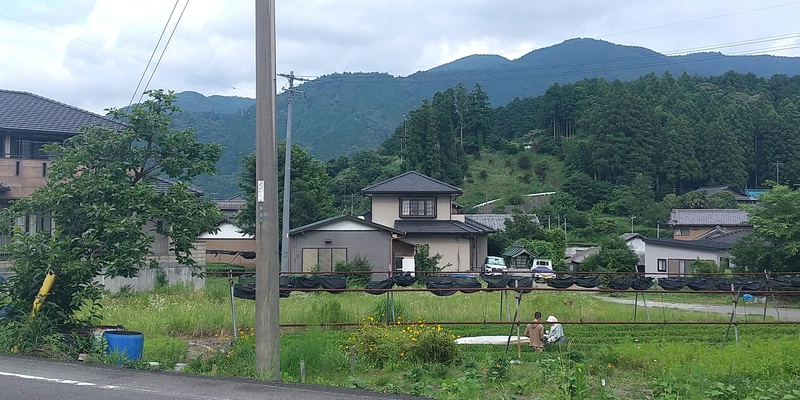 二番茶も終盤からその後 二番茶も終盤からその後