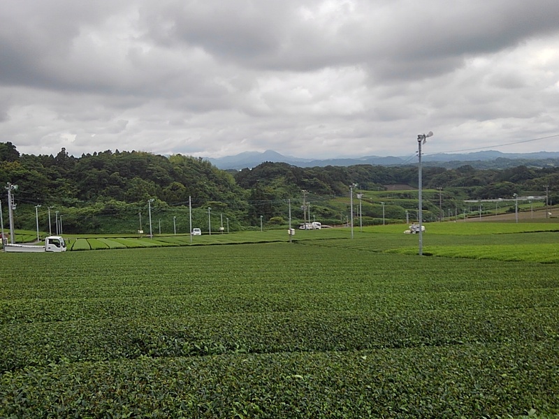 二番茶摘採 二番茶摘採
