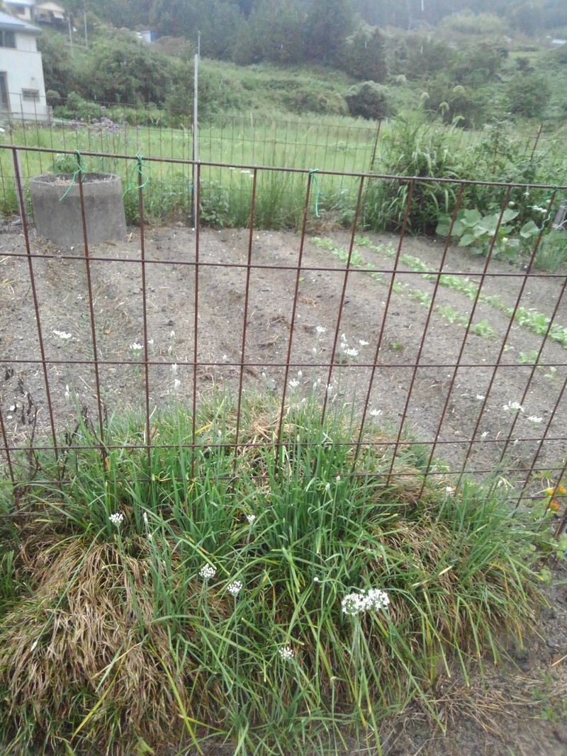 秋の七草 秋の七草