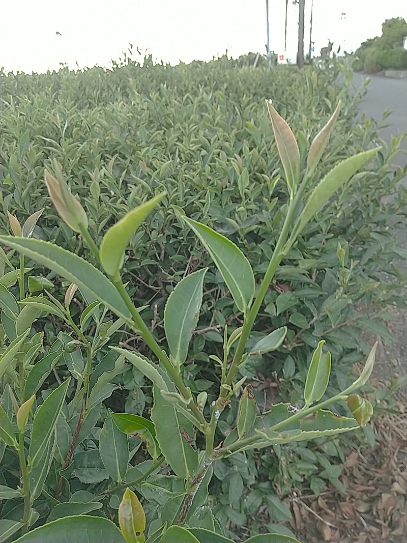 飛び芽ならし 飛び芽ならし
