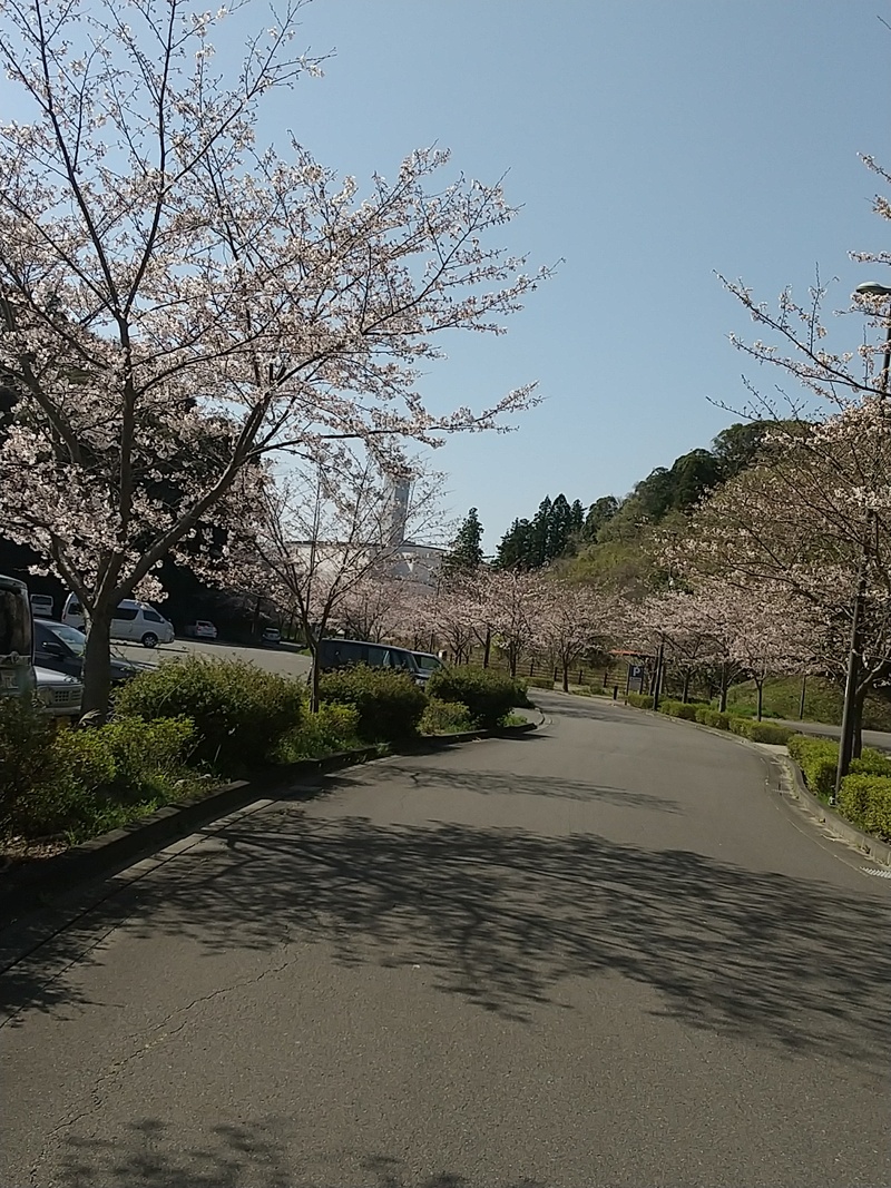 桜の開花 桜の開花