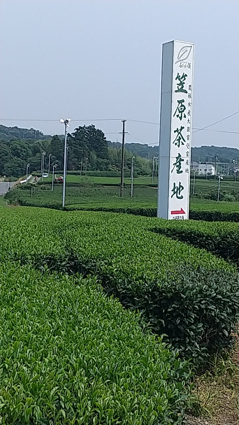 二番茶シーズンも 二番茶シーズンも