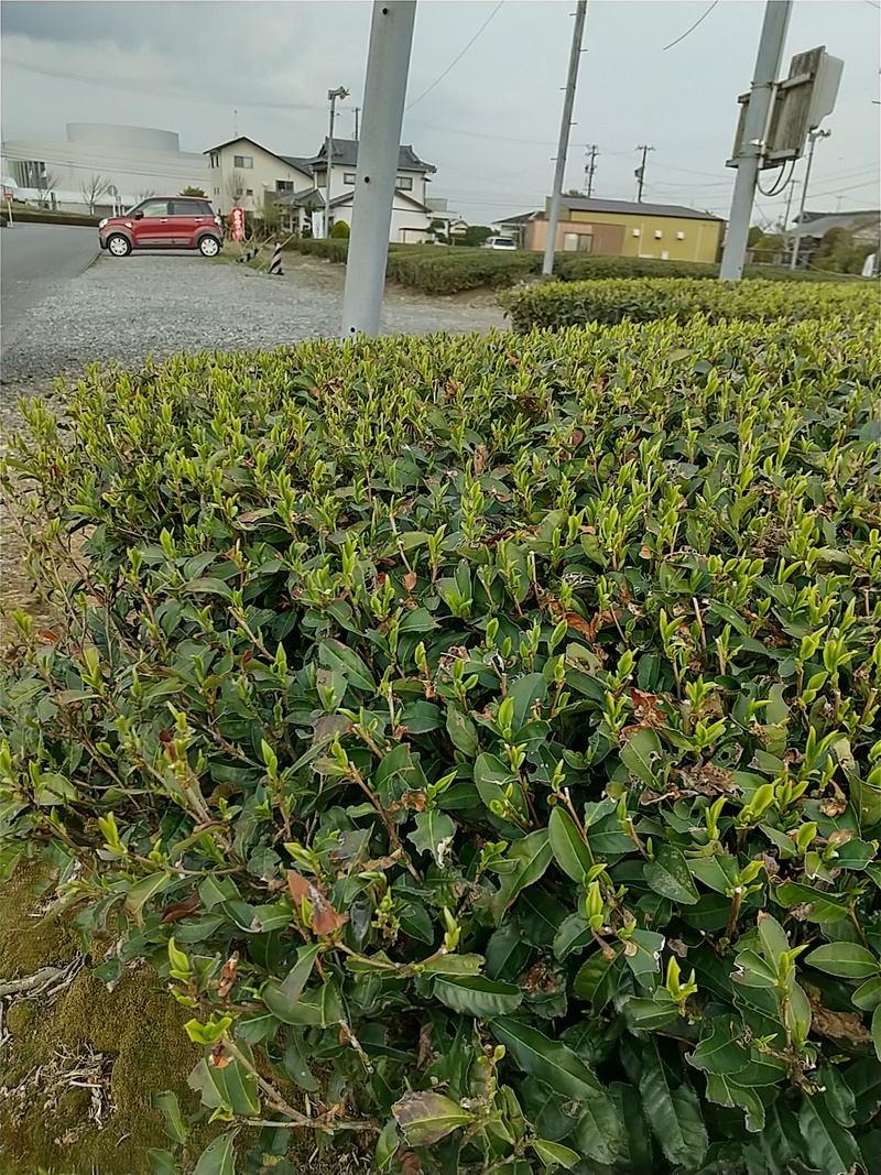 萌芽の状況 萌芽の状況