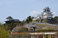 掛川城の桜  24