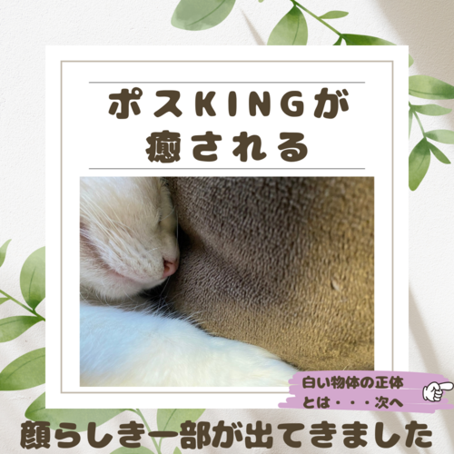 【ポスKING癒し画像】この白い物体は何だと思いますか ? 【ポスKING癒し画像】この白い物体は何だと思いますか ?