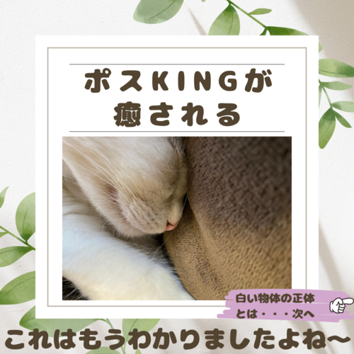 【ポスKING癒し画像】この白い物体は何だと思いますか ? 【ポスKING癒し画像】この白い物体は何だと思いますか ?