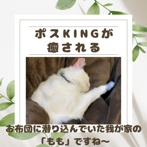 【ポスKING癒し画像】この白い物体は何だと思いますか ? 【ポスKING癒し画像】この白い物体は何だと思いますか ?
