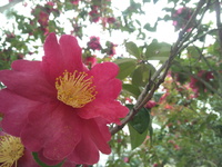 A camellia （椿）