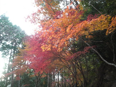 The red leaves