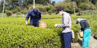 掛川茶市場開き