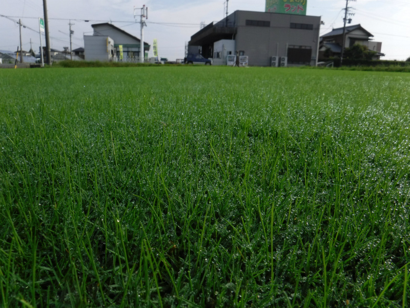 芝生の畑 ウインターオーバーシード後 芝生の畑 ウインターオーバーシード後