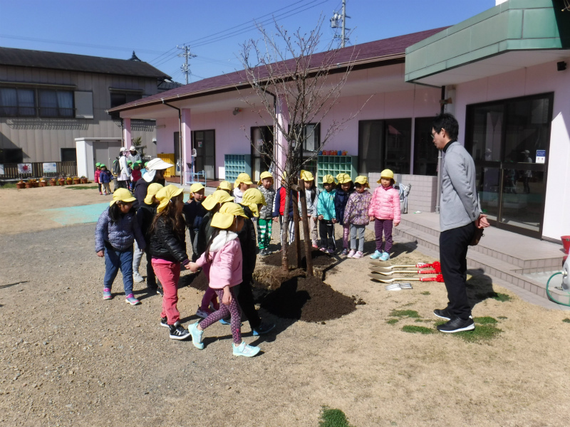 袋井市T保育園 フクロイザクラ記念植樹 袋井市T保育園 フクロイザクラ記念植樹