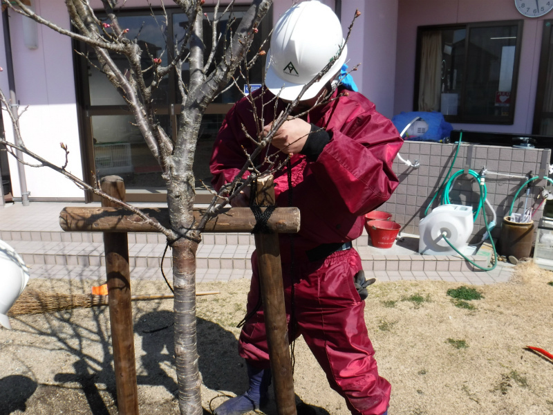 袋井市T保育園 フクロイザクラ記念植樹 袋井市T保育園 フクロイザクラ記念植樹