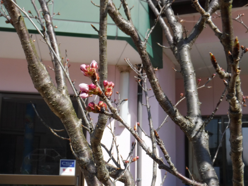袋井市T保育園 フクロイザクラ記念植樹 袋井市T保育園 フクロイザクラ記念植樹