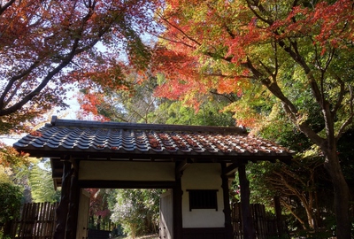 紅葉≪浜松城公園≫ 紅葉≪浜松城公園≫
