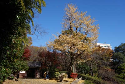 紅葉≪浜松城公園≫ 紅葉≪浜松城公園≫