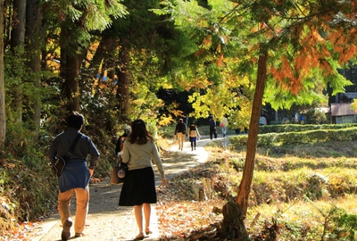 素晴らしき『鶏足寺』紅葉 素晴らしき『鶏足寺』紅葉