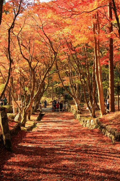 素晴らしき『鶏足寺』紅葉 素晴らしき『鶏足寺』紅葉