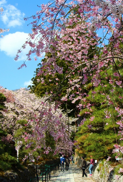 光前寺桜2017 光前寺桜2017