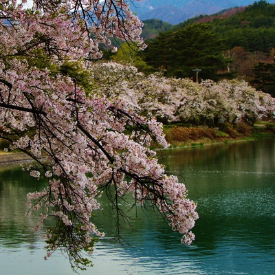 2017桜最終最後 2017桜最終最後