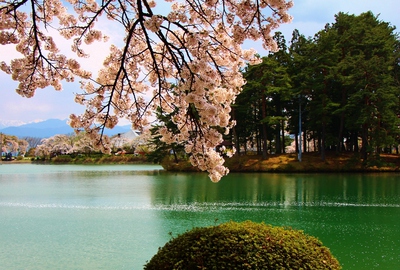 2017桜最終最後 2017桜最終最後