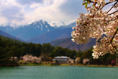 2017桜最終最後 2017桜最終最後