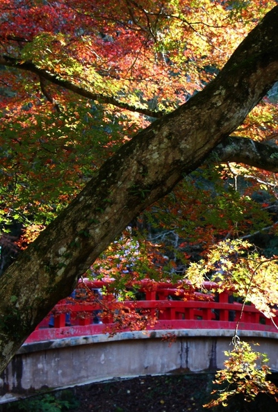 瀬戸の2大紅葉 瀬戸の2大紅葉