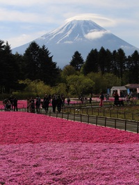 山梨県富士芝桜まつり