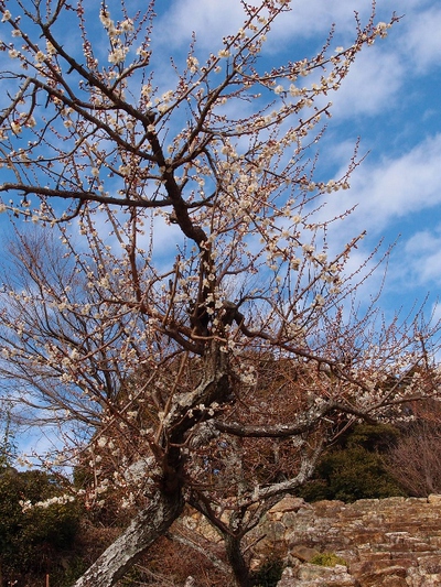 長楽寺の梅