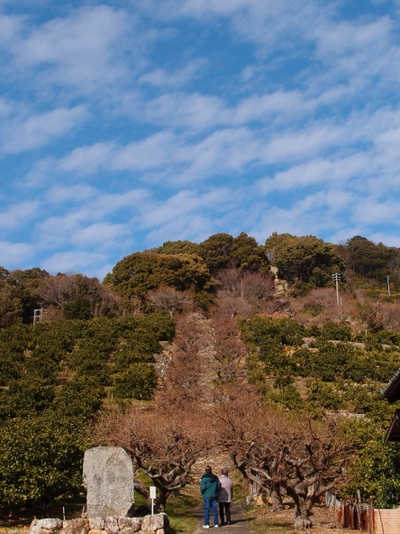 長楽寺の梅